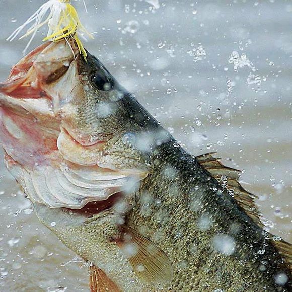 Meet your Posher, Levi - Picture 1 of 1